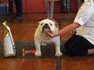 1ST JUNIOR DOG