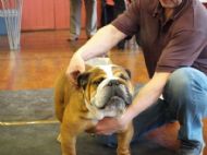1ST LIMIT DOG - BD & BIS