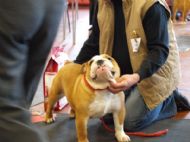 1ST MINOR PUPPY DOG - BPIS