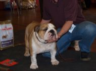 1ST NOVICE DOG - RBD