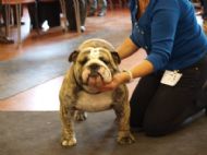 1ST OPEN DOG